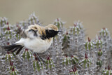 Image. Desert Wheatear