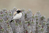 Image. Desert Wheatear
