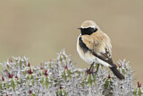 Image. Desert Wheatear