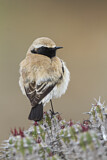 Image. Desert Wheatear
