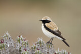 Image. Desert Wheatear