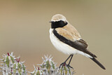 Image. Desert Wheatear