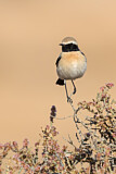 Image. Desert Wheatear