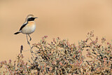 Image. Desert Wheatear