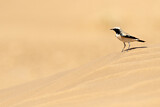 Image. Desert Wheatear