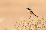 Image. Desert Wheatear