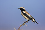 Image. Desert Wheatear