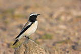 Image. Desert Wheatear