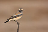 Image. Desert Wheatear