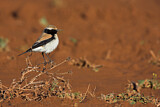 Image. Desert Wheatear