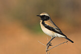 Image. Desert Wheatear