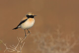Image. Desert Wheatear