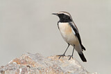 Image. Desert Wheatear