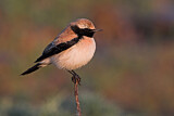 Image. Desert Wheatear