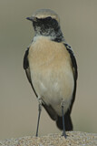 Image. Desert Wheatear