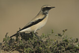 Image. Desert Wheatear
