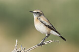 Image. Desert Wheatear