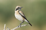 Image. Desert Wheatear