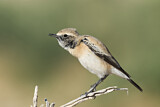 Image. Desert Wheatear