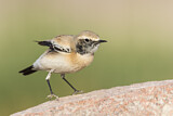 Image. Desert Wheatear