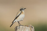 Image. Desert Wheatear