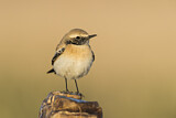 Image. Desert Wheatear