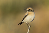 Image. Desert Wheatear