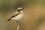 Image. Desert Wheatear