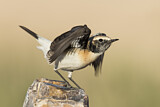 Image. Desert Wheatear