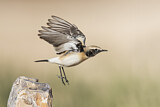 Image. Desert Wheatear