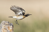 Image. Desert Wheatear