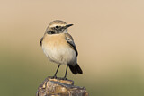 Image. Desert Wheatear