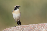 Image. Desert Wheatear