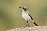 Image. Desert Wheatear