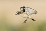 Image. Desert Wheatear
