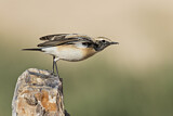 Image. Desert Wheatear