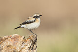 Image. Desert Wheatear
