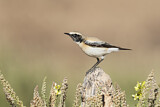 Image. Desert Wheatear