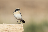 Image. Desert Wheatear