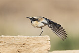 Image. Desert Wheatear