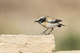 Image. Desert Wheatear