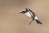 Image. Desert Wheatear