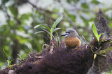 Image. Diademfaulvogel