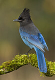 Image. Diademhäher