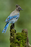 Image. Diademhäher