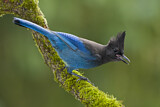 Image. Diademhäher