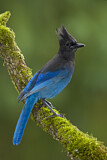 Image. Diademhäher