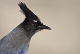 Image. Diademhäher