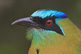 Image. Diademmotmot