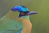 Image. Diademmotmot